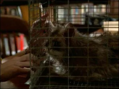 [Le Masque de Cordolfo] Lorsque Buffy découvre le chat mort dans la cave, qu'était-elle venue chercher ?