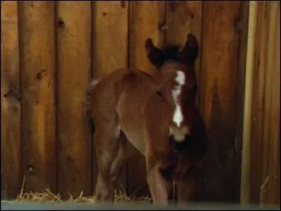 Comment se prénomme ce poulain ?