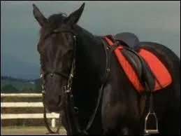 Qui est ce cheval ?