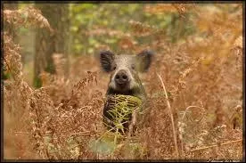 Animaux : Comment appelle-t-on un sanglier âgé de 2 à 4 ans ?