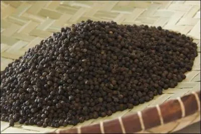 Le poivre noir est cueilli avant maturité.