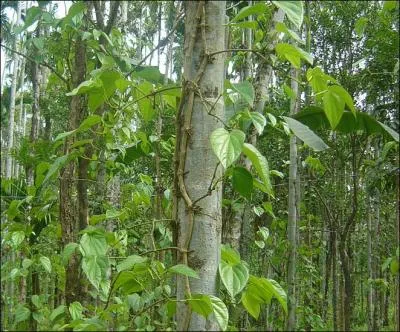 Le poivre de Malaisie, Indonésie et Inde le Bétel est un faux poivre.