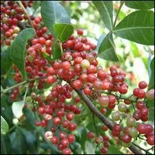 Le poivre rose est un faux poivre.