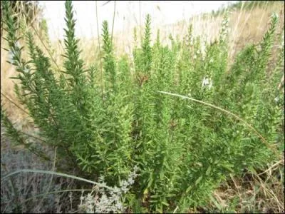 Le poivre d'âne est un vrai poivre.