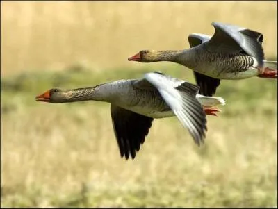 Et si je vous disais : par-dessus l'étang, soudain j'ai vu passer les oies sauvages, à quel titre penseriez-vous ?