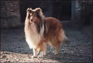 Quelle est la race du chien représenté sur la photo ?