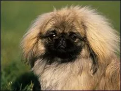 Quelle est la race du chien représenté sur la photo ?