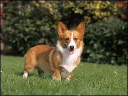 Quelle est la race du chien représenté sur la photo ?