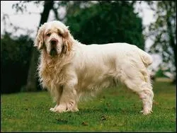 Quelle est la race du chien représenté sur la photo ?