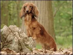 Quelle est la race du chien représenté sur la photo ?