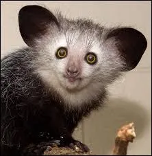 Dans quel pays vit l'aye-aye ?