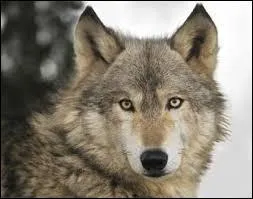 Comment traduirez-vous "loup" en anglais ?