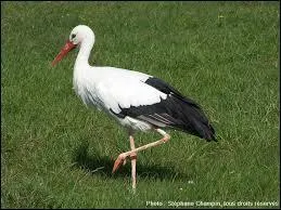 Comment appelle-t-on le petit de la cigogne ?