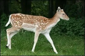 À quelle famille de mammifères appartient le daim ?