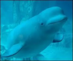 Comment s'appelle l'animal marin présent sur la photo ?