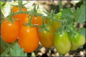 Que sont ces tomates ?