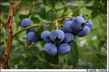 Quel est le nom de ces fruits ?