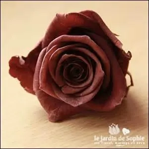 Comment s'appelle cette couleur ?