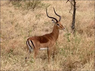 Cette gazelle a un nom particulier. Lequel ?
