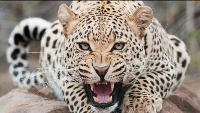 Comment se nomme l'animal qui est sur l'image ?