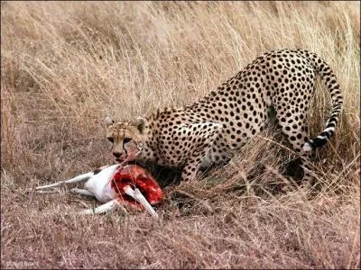 L'animal le plus rapide monte en scène. Comment se nomme ce magnifique sprinter ?