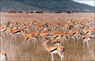 Cette formidable gazelle a un nom rien qu'à elle. Lequel ?