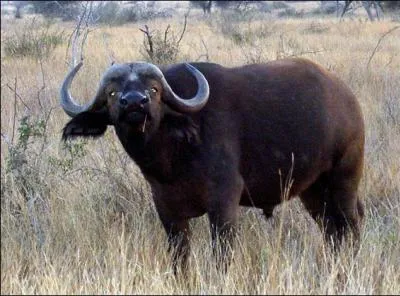 Attention, cet animal est dangereux, même pour les rois des animaux ! D'ailleurs, j'ai oublié son nom. Peux-tu me le rappeler ?