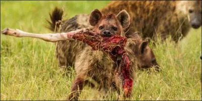 Quel est ce charognard qui tourne autour de cette carcasse ?