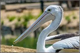 Animaux : Lequel de ces animaux possède le plus grand bec, avec une longueur record de 50 cm ?