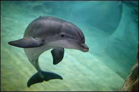 Quelle est la nageoire située sur le dos du dauphin ?
