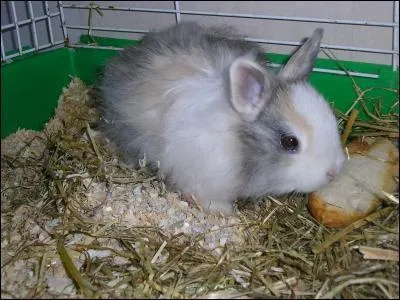 Quelle est le nom latin du lapin ?