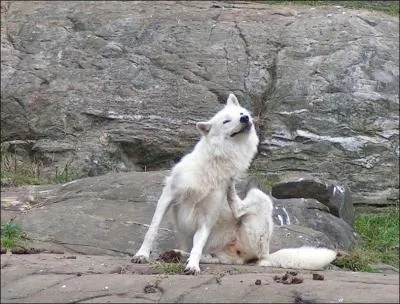 O vit ce chien-loup ?
