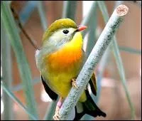 Quel animal était anglais pour Hugues Aufray ?