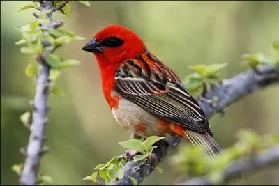 Qui chantait "Fais comme l'oiseau" ?