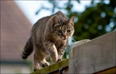 Quel est mon nom dans le roman de Renart ?