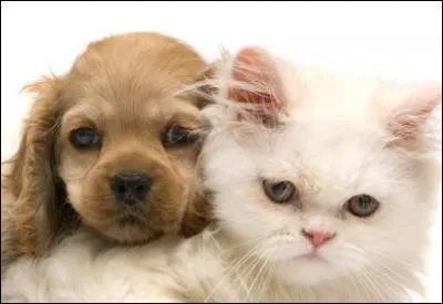 Qui est mort dans une chanson de Renaud ?