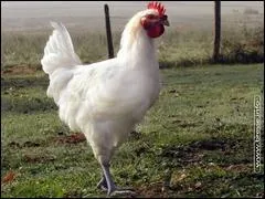 Que fait Granier-Deferre avec moi ?