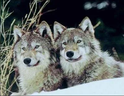 Quel est ce film de Vera Belmont ?