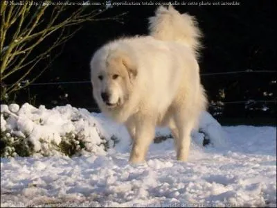 Quel était le nom du chien de Jean Ferrat à qui il rend hommage dans une de ses chansons ?