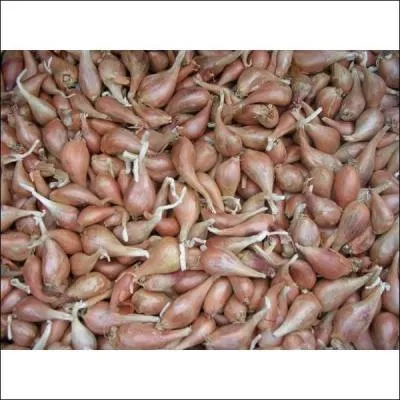 A quoi vous font penser les mots "tapioca et oignon" ?