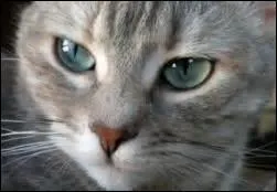 Qui était-il/elle ?