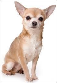 Le chihuahua est une race de chiens qui a été découverte dans l'État chilien du Chihuahua.