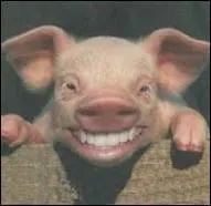 Quel animal peut être de couleur noire, mais est souvent représenté en rose ?