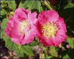 Combien de pétales possèdent les "roses botaniques" ?