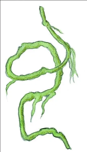 Trouvez le nom de ce personnage, en poussant un grand cri !