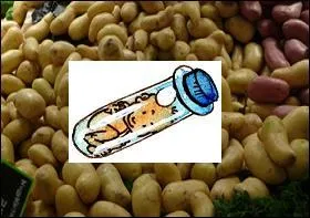 C'est un croisement entre les variétés Charlotte et Mariana. Sa chair est fine ; elle s'accommode parfaitement de la cuisson en robe des champs.