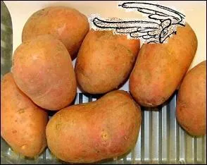 Excellentes en frites, les pommes ------.