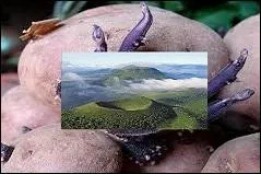 Elle partage la particularité de sa belle robe violette avec la Vitelotte, mais sa chair est blanche. Où la trouve-t-on traditionnellement ?