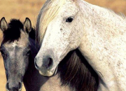 Quiz Mustang - Le cheval