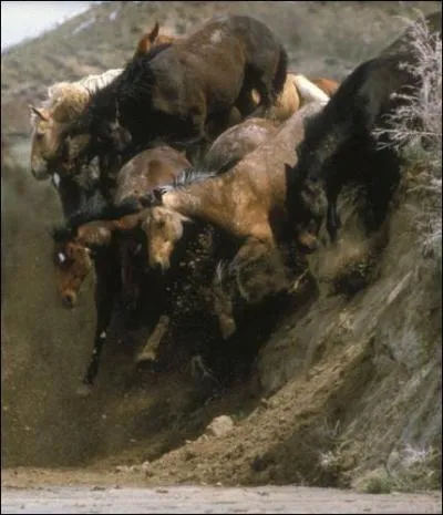 Les mustangs sont des chevaux... Aide-toi des autres questions de ce quiz.